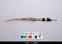 藏品(布袋戲道具-羽毛)的圖片